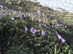 Soldanella pusilla