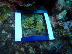 Agaricia humilis