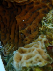 Agaricia humilis