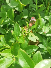 Vaccinium angustifolium image