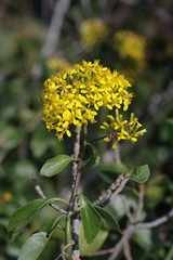 Senecio brachypodus
