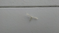 Hellinsia homodactylus