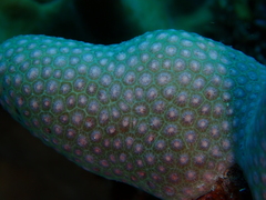 Porites porites