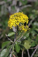 Senecio brachypodus