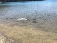 Catostomus catostomus