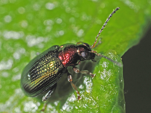 Willow Flea-beetle, photo 2 of 10