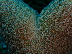 Porites porites
