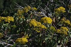 Senecio brachypodus