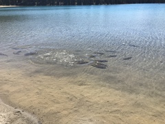 Catostomus catostomus