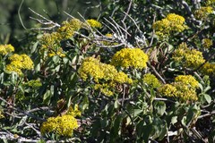 Senecio brachypodus