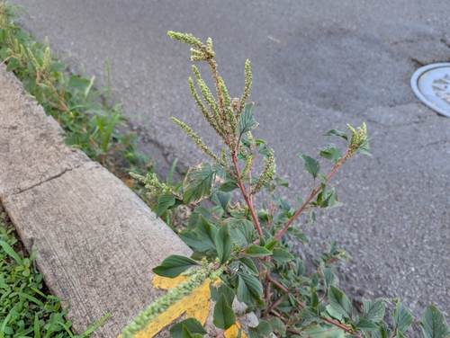 Spiny amaranth (Amaranthus spinosus)