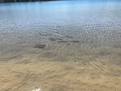 Catostomus catostomus