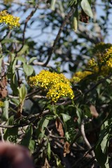 Senecio brachypodus