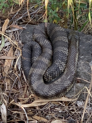 Tiger Snake sighting