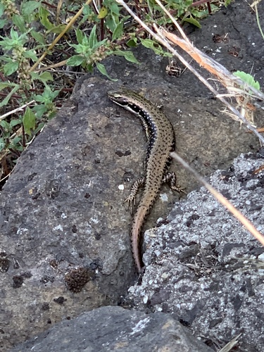 Cool-temperate Water-skink, Eulamprus tympanum