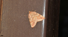 Thallophaga hyperborea