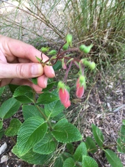 Gesnerieae
