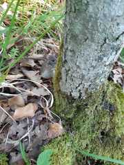 Apodemus flavicollis