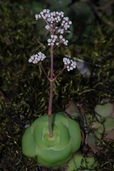 Crassula intermedia