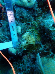Agaricia humilis