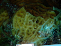 Agaricia humilis