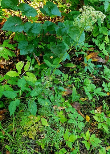 Cenolophium fischeri, photograph 6