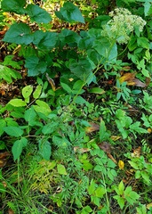 Cenolophium fischeri, photograph Анна Митрошенкова, CC BY, iNaturalist via GBIF