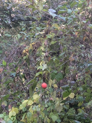 Image of Japanese Snake Gourd (Trichosanthes cucumeroides) by (c) mami_t_t, some rights reserved (CC BY)