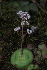 Crassula intermedia
