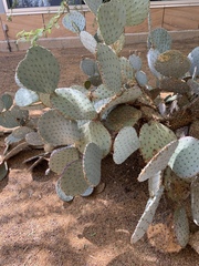 Opuntia santa-rita
