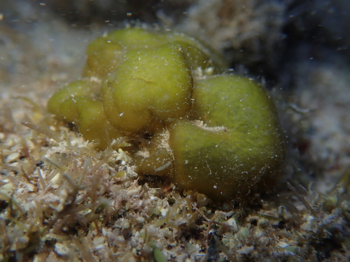 Colpomenia sinuosa observed 2024-11-26