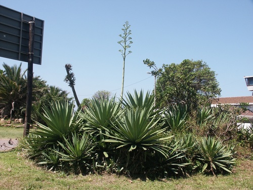 Agave sisalana