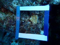 Agaricia humilis
