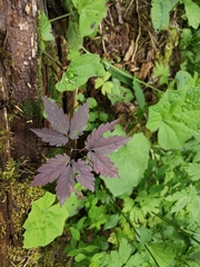 Cardamine glanduligera