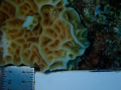 Agaricia humilis