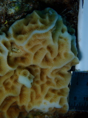 Agaricia humilis