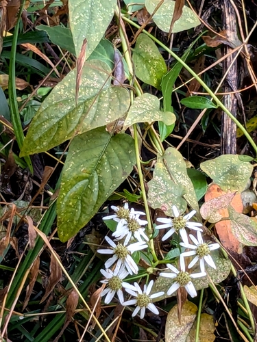 Aster ageratoides iNat (3)