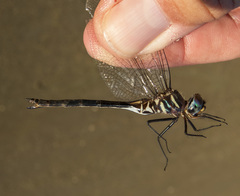 Somatochlora margarita
