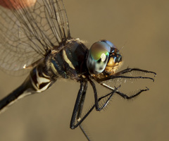 Somatochlora margarita