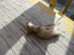 Peromyscus gratus