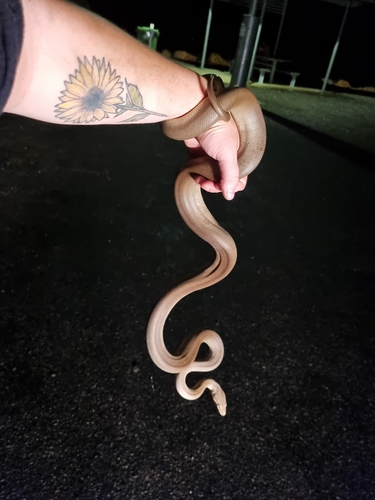 Olive Python sighting