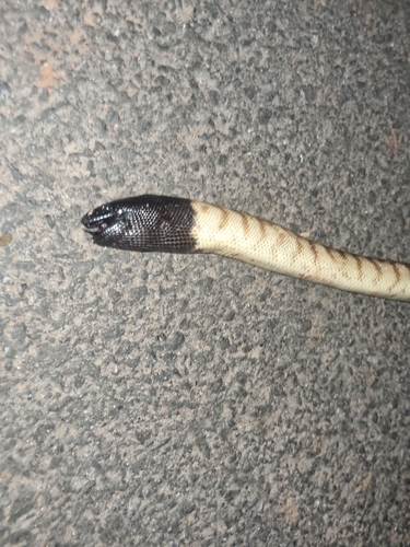 Black-headed Python sighting