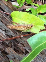 Schistocerca alutacea