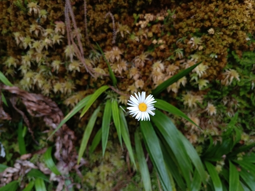 Ngakawau Gorge Daisy (Celmisia morganii)