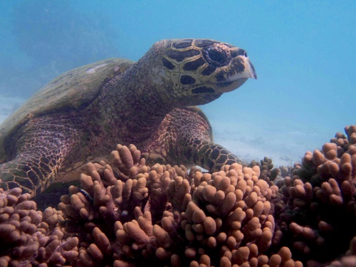 Hawksbill Sea Turtle