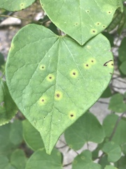 Pseudocercospora vitis