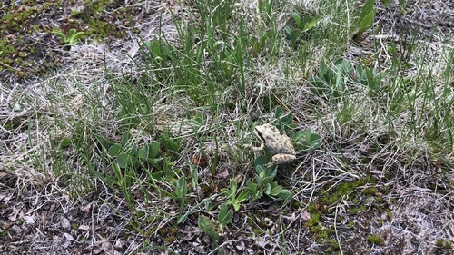 iNaturalist observation photo of Pacific chorus frog