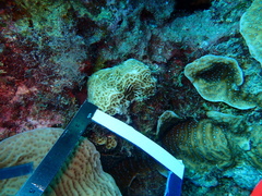 Agaricia humilis