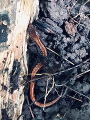 Plethodon cinereus
