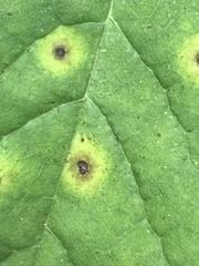 Pseudocercospora vitis